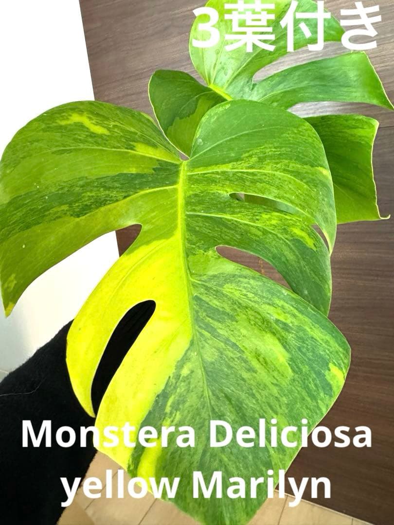 【超希少】モンステラ デリシオーサ イエローマリリン 3葉付き 極斑入り最高級