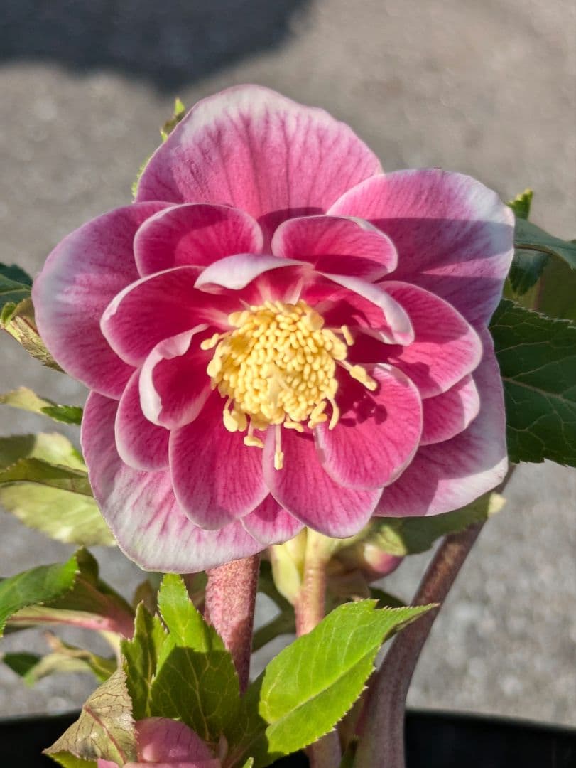 【広瀬園芸】クリスマスローズ　ソレイユ系dd整形花