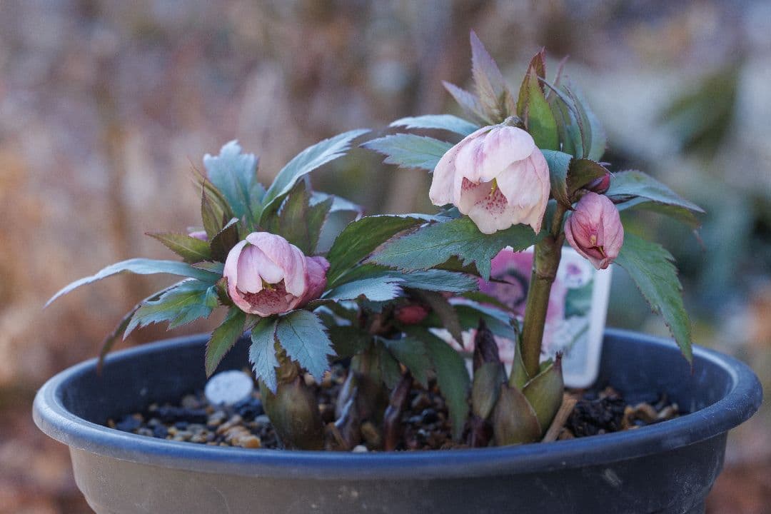 み*み様 クリスマスローズ チベタヌス交配6号開花株